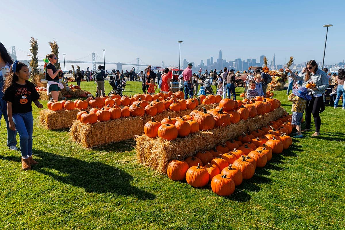 Seasonal pumpkin patch display with rows of bright orange pumpkins on hay bales at a Treasure Island waterfront fall festival with city skyline views.
